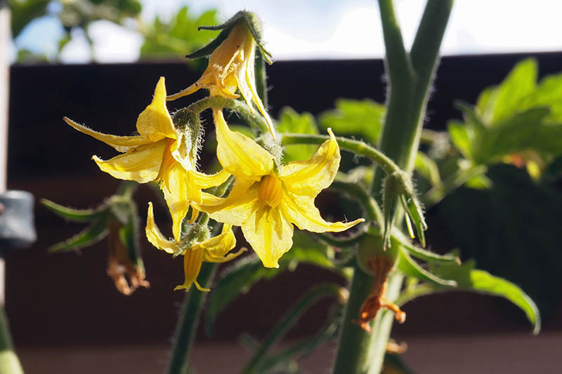 Un primer plano de diminutas flores amarillas que crecen en una planta en el patio, bajo el sol brillante sobre un fondo de enfoque suave.