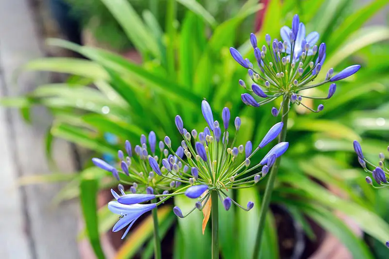 Una imagen horizontal de primer plano de las flores 'Azul brillante' que crecen en el jardín representadas bajo el sol brillante con follaje en un enfoque suave en el fondo.