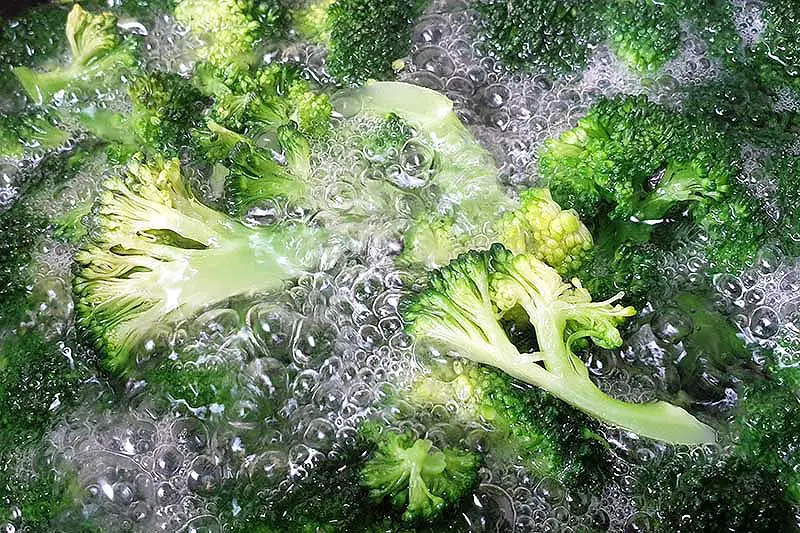 Un primer plano de floretes de brócoli recién cosechados en agua hirviendo.