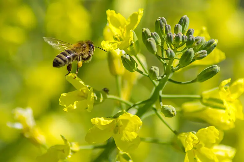 Una imagen horizontal de cierre de una abeja aterrizando en una flor amarilla brillante, representada a la luz del sol sobre un fondo de enfoque suave.