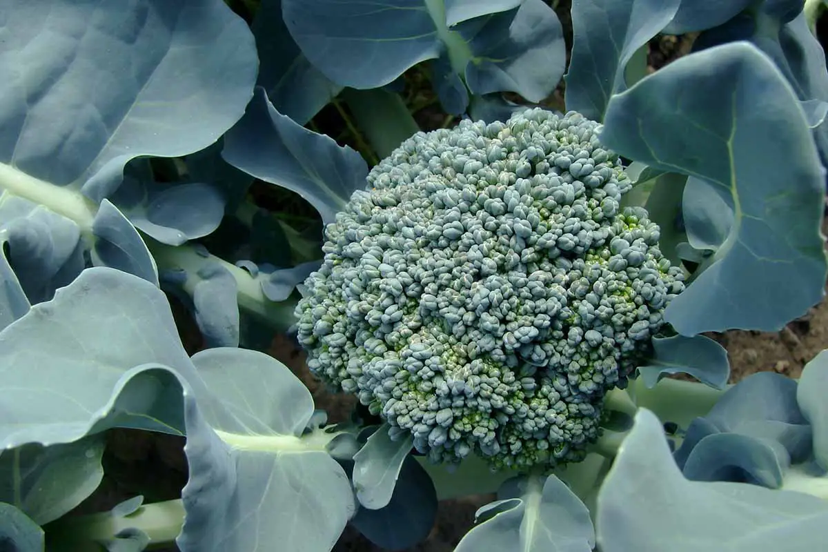 Una imagen horizontal de cerca del brócoli que crece en el jardín.