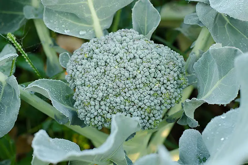 Un primer plano de una cabeza de brócoli casi lista para cosechar, entre follaje verde que se desvanece en un enfoque suave en el fondo.