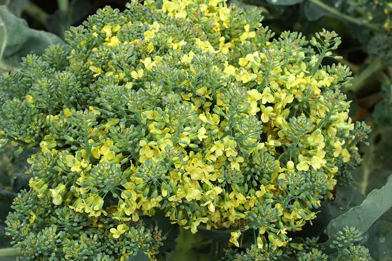 Una imagen horizontal de primer plano de una cabeza de brócoli a la que se le ha permitido florecer, produciendo flores amarillas, representada en un fondo de enfoque suave.