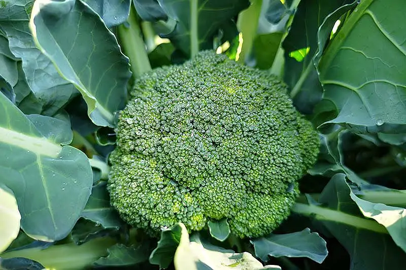 Una imagen de arriba hacia abajo de una cabeza de brócoli que crece en el jardín lista para la cosecha, rodeada de hojas verdes que se desvanecen en un enfoque suave en el fondo.