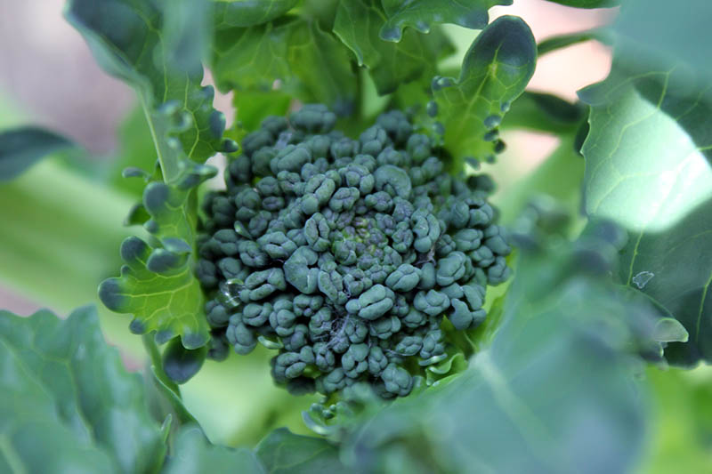 Una imagen horizontal de primer plano de una pequeña cabeza de brócoli casi lista para cosechar en un fondo de enfoque suave.