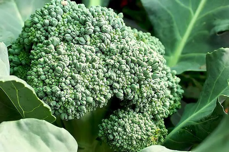 Un detalle de cerca de una cabeza de brócoli que se acerca al momento de la cosecha en la foto entre un follaje verde brillante, desvaneciéndose a un enfoque suave en el fondo.