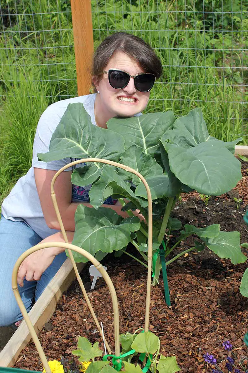 Una imagen vertical de cerca de una mujer con gafas de sol posando detrás de una gran planta de brócoli que crece en un jardín elevado.