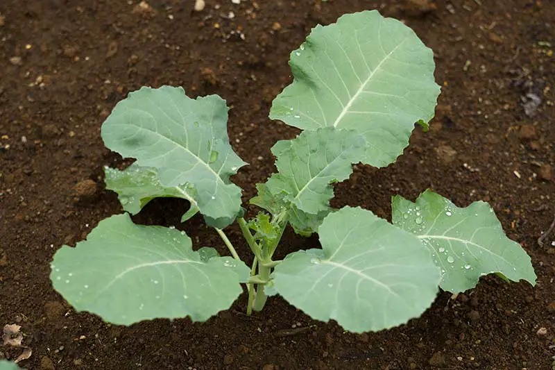 Una imagen horizontal de cerca de una plántula de brócoli que crece en el jardín en un suelo rico y oscuro.