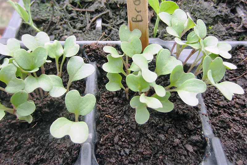 Pequeñas plántulas de brócoli de color verde claro crecen en tierra negra en un recipiente de plástico negro para semillas con un marcador de palitos de helado.