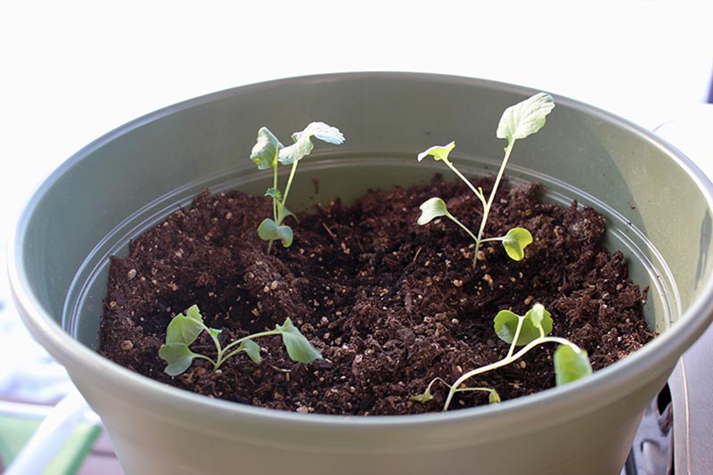 Un primer plano de las plántulas de Brassica oleracea var italica que crecen en un suelo rico en una maceta de plástico verde sobre un fondo blanco.