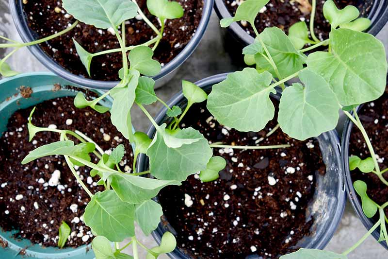 Una imagen de arriba hacia abajo de plántulas de brócolini en macetas negras listas para trasplantar al jardín.