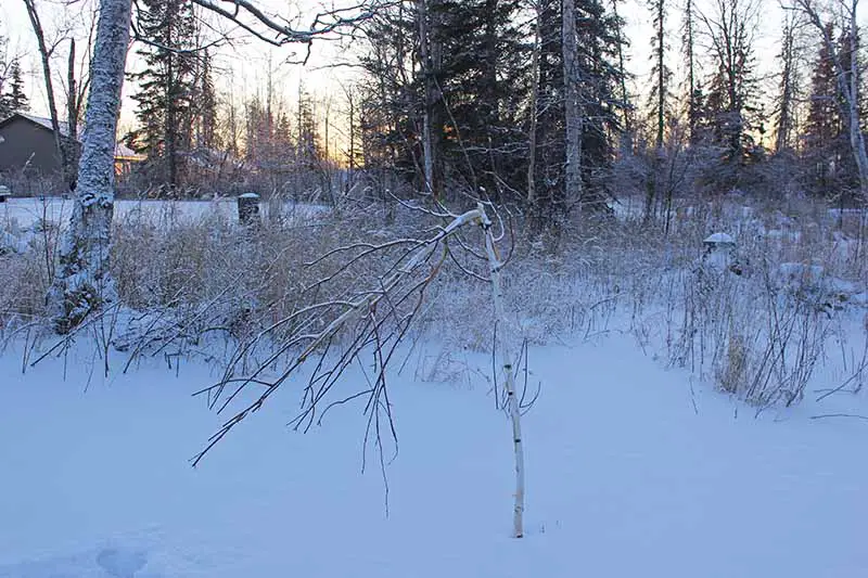 Una escena de jardín de invierno nevada que muestra un abedul que ha sido dañado por herbívoros en un fondo de puesta de sol.