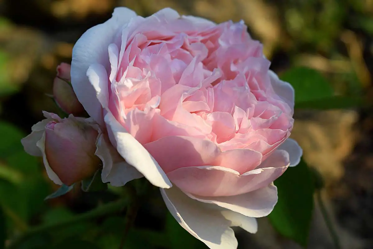 Una imagen horizontal de primer plano de una flor rosa claro de 'Brother Cadfael' fotografiada a la luz del sol de la tarde sobre un fondo de enfoque suave.