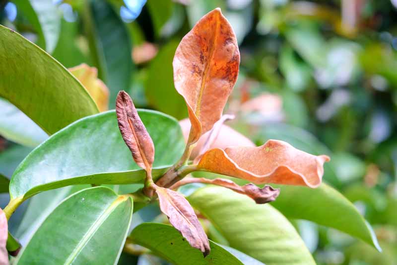 Una imagen horizontal de cierre de una planta con hojas marrones como resultado de daños por plagas.