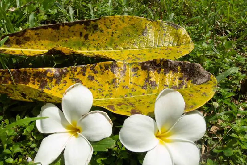 Una imagen horizontal de primer plano de hojas marrones marchitas después de una infestación de cochinillas con dos flores de frangipani en la parte inferior del marco.
