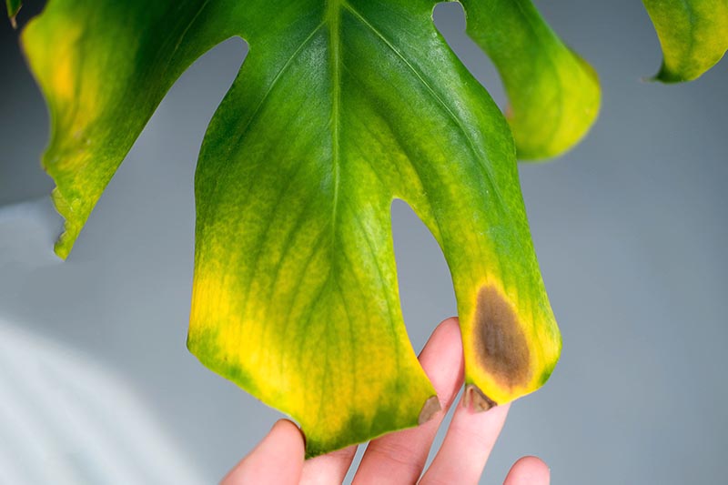 Una imagen horizontal de primer plano de una mano desde la parte inferior del marco que sostiene la hoja de una planta que sufre de una enfermedad que la ha vuelto amarilla y marrón en un fondo de enfoque suave.