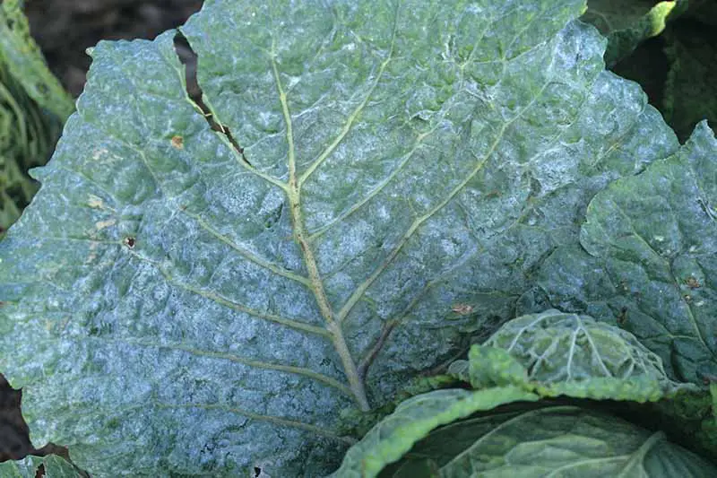 Una imagen horizontal de cerca de una hoja de coles de bruselas que sufre de mildiú polvoroso.
