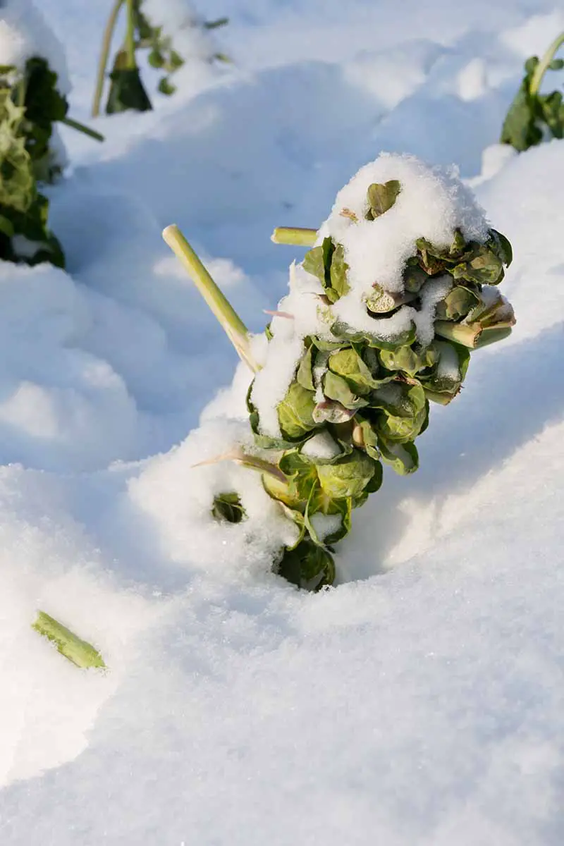 Una imagen vertical de cerca de las plantas de coles de bruselas con sus hojas quitadas, cubiertas de nieve a la luz del sol.