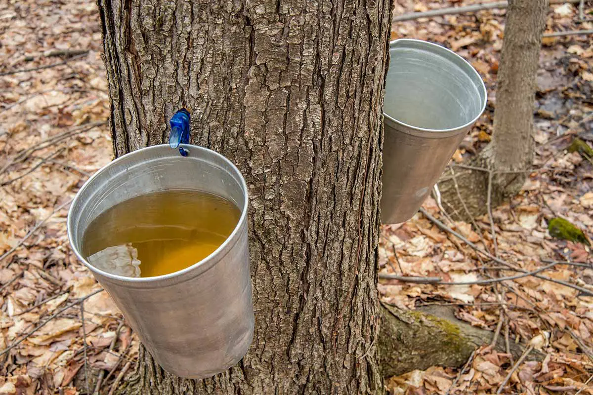 Una imagen horizontal de primer plano de dos baldes unidos al tronco de un árbol de arce que recolecta savia para producir jarabe.