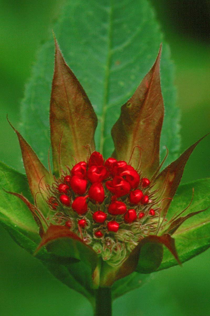 Una imagen vertical de primer plano del capullo de una flor Monarda con pequeños pétalos rojos en desarrollo, fotografiada sobre un fondo verde de enfoque suave.