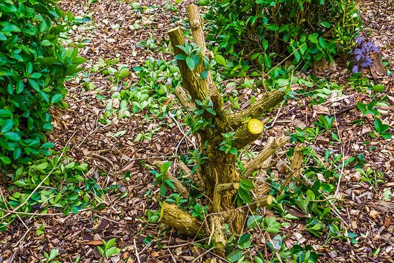 Una imagen horizontal de primer plano de un arbusto perenne que ha sido podado a fines del otoño.