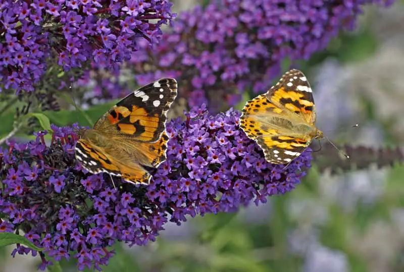Una imagen horizontal de primer plano de un arbusto de mariposas en flor púrpura con dos mariposas pintadas que se alimentan del néctar de las flores.