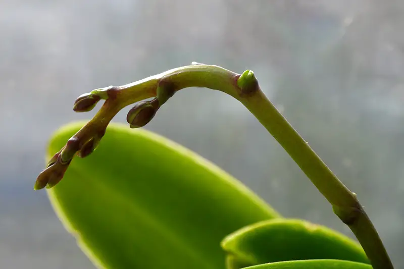 Una imagen horizontal de primer plano de los capullos de orquídeas en un fondo de enfoque suave.