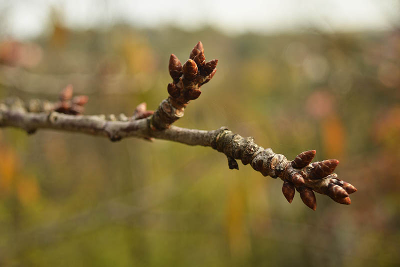 Una imagen horizontal de primer plano de capullos de flores que se forman al final de las ramas en primavera, representada en un fondo de enfoque suave.
