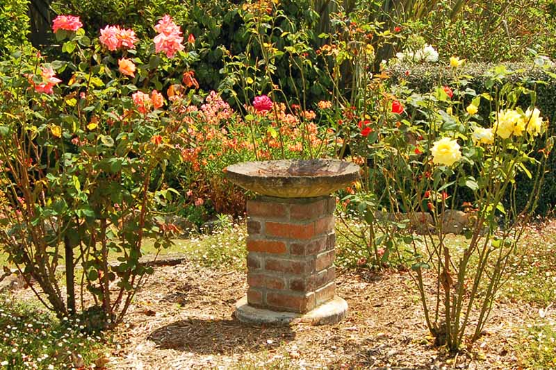 Un bebedero para pájaros está en un puesto en medio de un soleado jardín de rosas, durante la hora dorada.