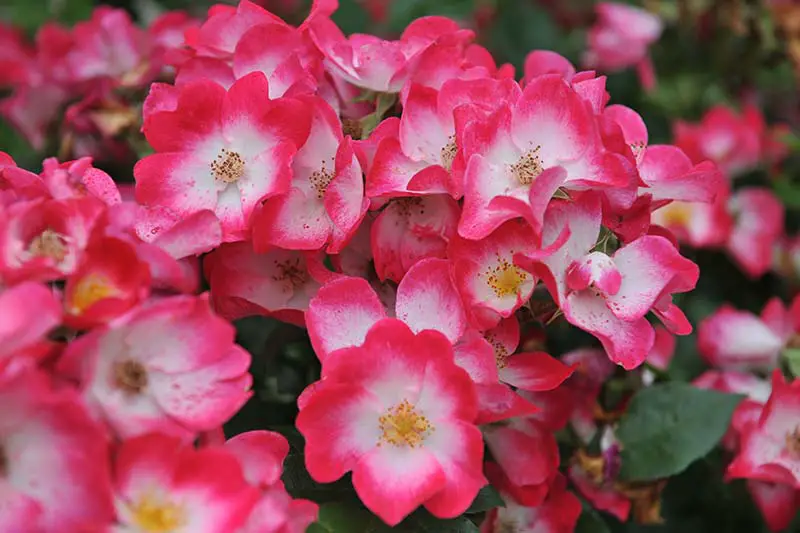 Una imagen horizontal de primer plano de rosas 'Bukavu' de color rosa brillante y blanco que crecen en el jardín representadas en un fondo de enfoque suave.