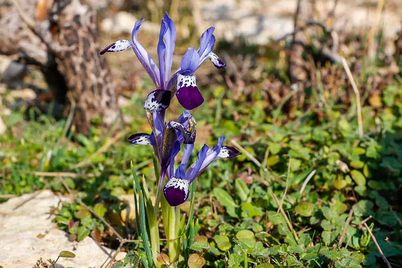 Una imagen horizontal de primer plano de Iris reticulata var bakeriana creciendo en el jardín fotografiado a la luz del sol sobre un fondo de enfoque suave.