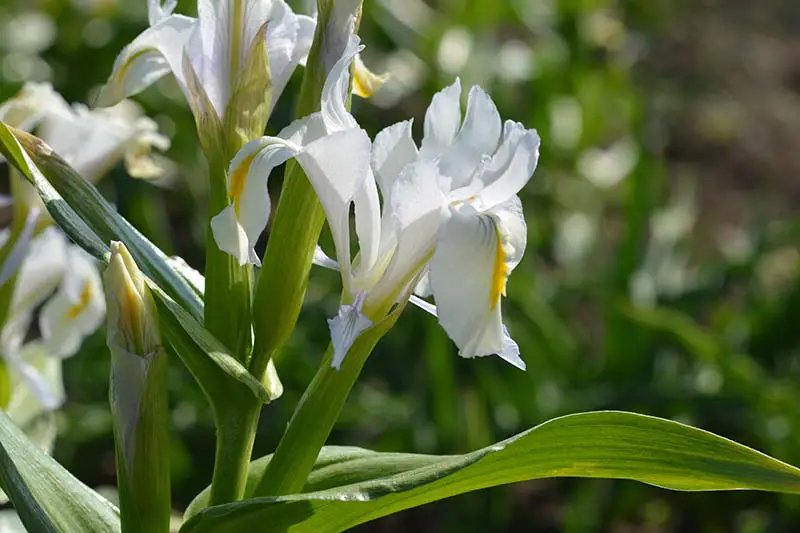 Una imagen horizontal de primer plano de Iris magnifica blanco que crece en el jardín fotografiado a la luz del sol sobre un fondo de enfoque suave.