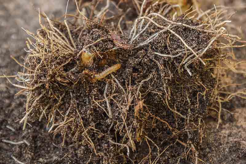 Un primer plano de bulbos recién desenterrados que muestra una infestación de gusanos de alambre que ha destruido la planta.