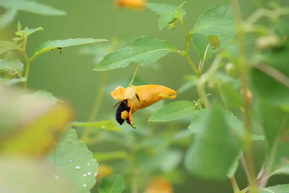 Una imagen horizontal de cerca de un abejorro alimentándose de una flor de algas en la foto sobre un fondo de enfoque suave.