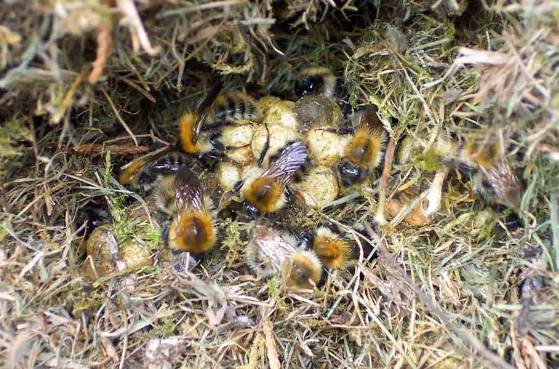 Vista de arriba hacia abajo de un nido de abejorros en el suelo dentro de materiales vegetales.