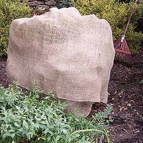 Una imagen cuadrada de primer plano de un gran material de arpillera utilizado para cubrir arbustos perennes en el invierno.