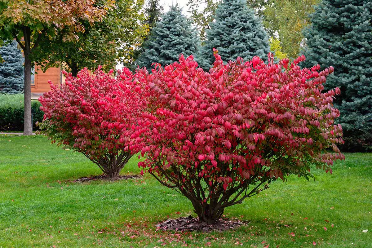 Una imagen horizontal de arbustos ardientes con vibrantes colores otoñales que crecen en el paisaje.