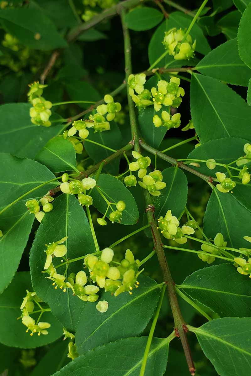 Una imagen vertical de cerca de las pequeñas flores verdes del arbusto de la zarza ardiente, rodeada de follaje verde en un fondo de enfoque suave.