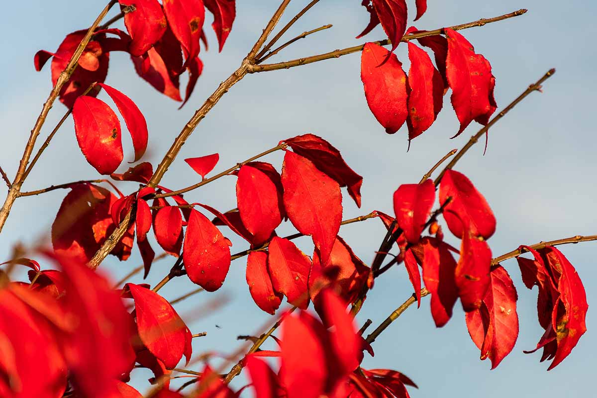 Una imagen horizontal de cerca del follaje de otoño rojo brillante de la zarza ardiente representada en un fondo gris.