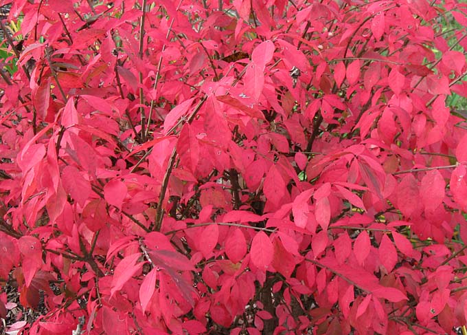 Follaje rojo vibrante de una zarza ardiente en otoño.