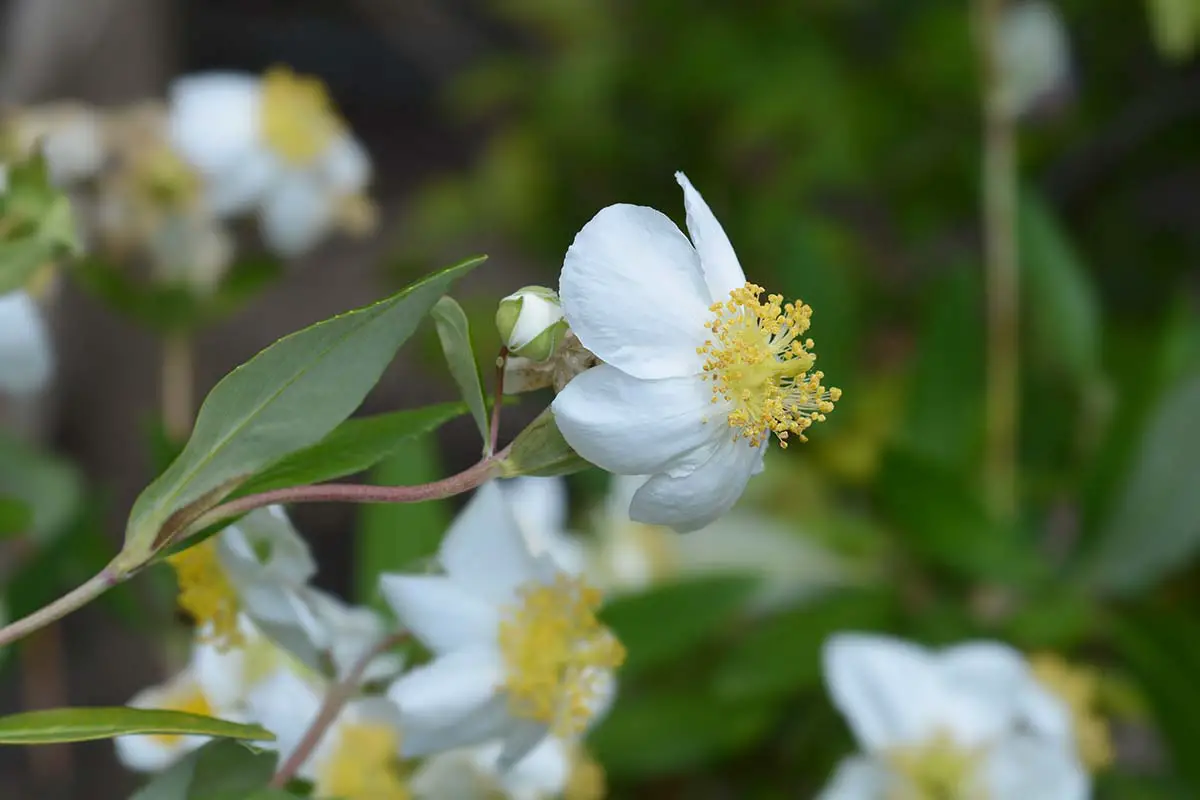 Una imagen horizontal de primer plano de flores blancas de la anémona de árbol de California (Carpenteria californica) representada en un fondo de enfoque suave.