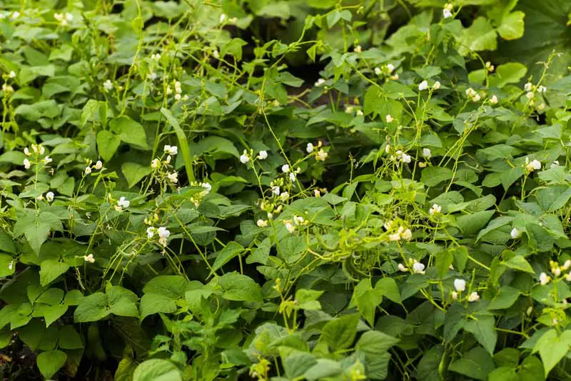 Un primer plano de las pequeñas flores blancas en las plantas de frijol que crecen en el jardín fotografiadas a la luz del sol.