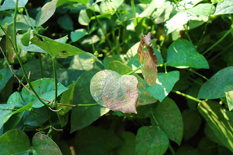 Un primer plano del follaje de Phaseolus vulgaris que padece una enfermedad que hace que las hojas se vuelvan marrones.