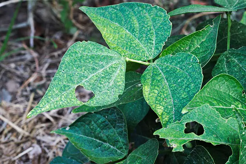 Un primer plano de las hojas de la planta Phaseolus vulgaris después de ser atacada por plagas.