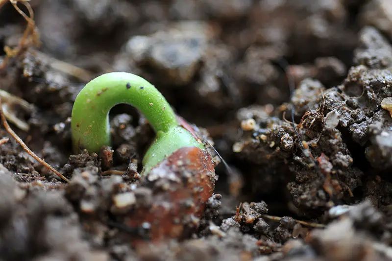 Un primer plano de una semilla de Phaseolus vulgaris que comienza a germinar y empuja a través del suelo oscuro y rico.