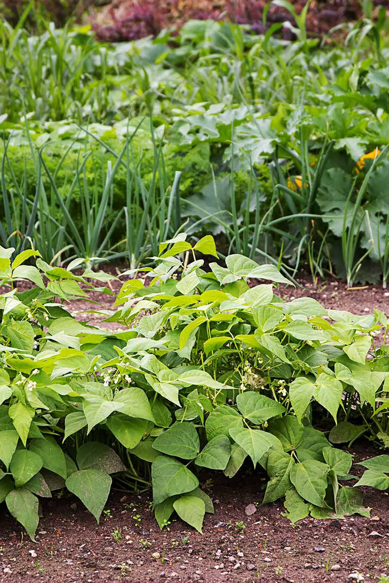 Una imagen vertical de cerca de frijoles que crecen en el huerto con otras plantas en el fondo.