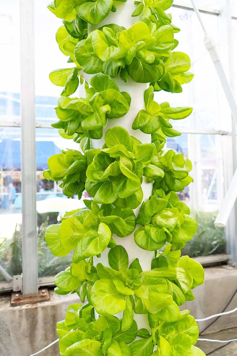 Una imagen vertical de cerca de una sembradora vertical alta que cultiva numerosas cabezas de lechuga 'Buttercrunch' en el interior.