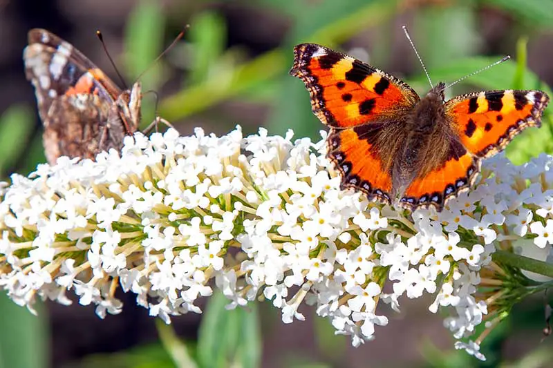 Una imagen horizontal de cerca de dos mariposas alimentándose de una panícula de flores blancas, fotografiada bajo un sol brillante sobre un fondo de enfoque suave.