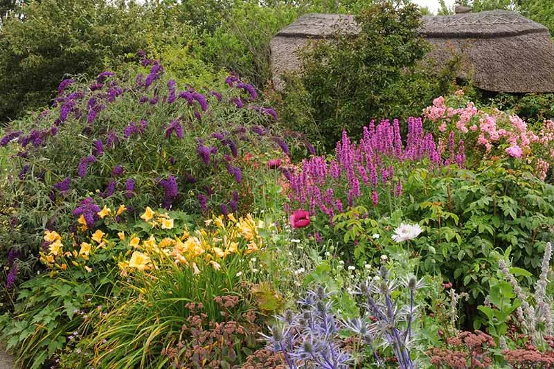 Una imagen horizontal de un jardín de cabaña lleno de plantas y arbustos con flores amigables con los polinizadores, con una casa con techo de paja en el fondo.