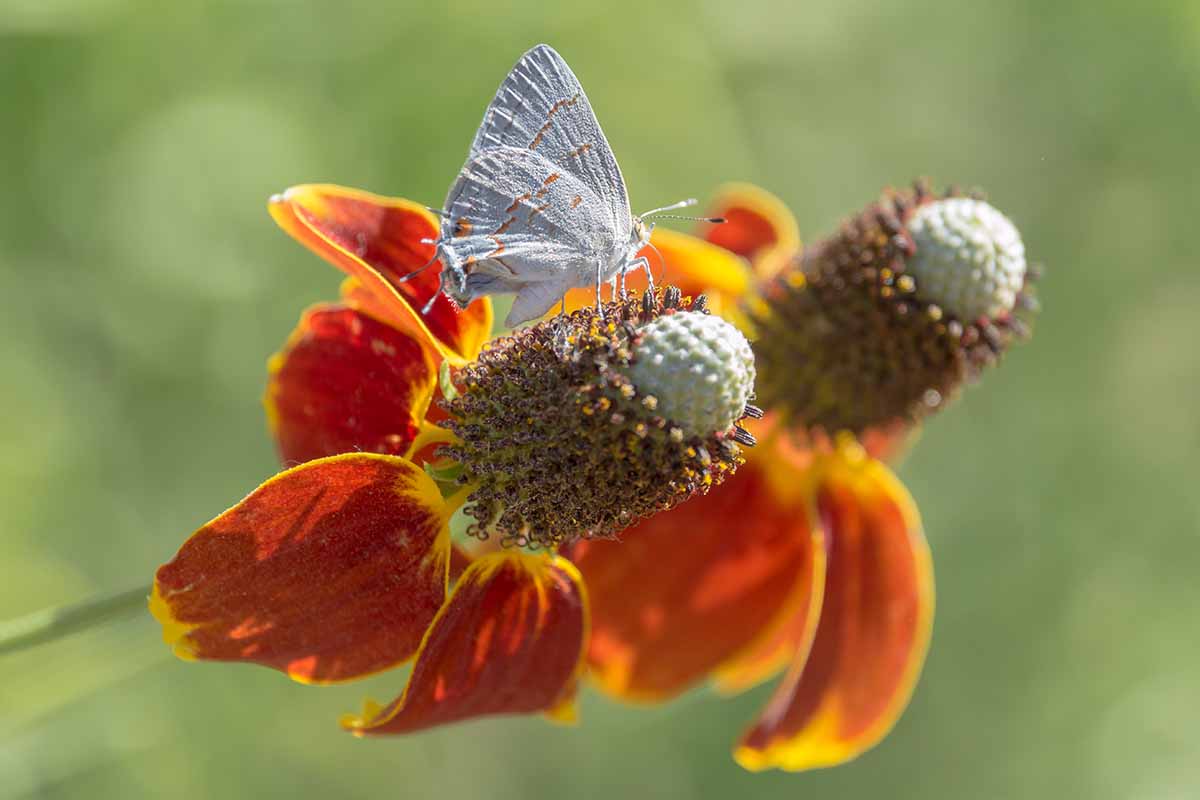 Una imagen de cerca de una mariposa alimentándose de una flor de sombrero mexicano, fotografiada bajo un sol brillante en un fondo de enfoque suave.